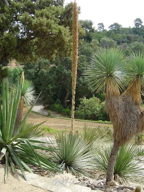 côte d'azur, jardin, rayol-canadel, var