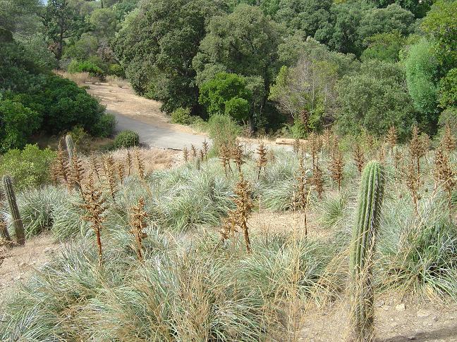 côte d'azur, jardin, rayol-canadel, var