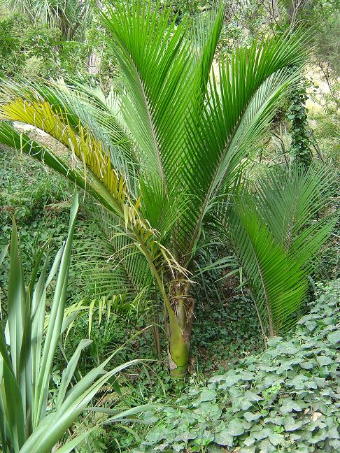 côte d'azur, jardin, rayol-canadel, var