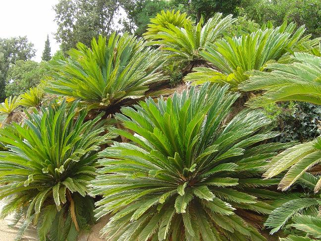 côte d'azur, jardin, rayol-canadel, var