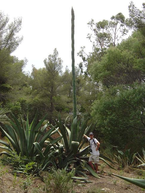 côte d'azur, jardin, rayol-canadel, var