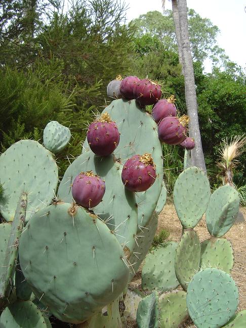 côte d'azur, jardin, rayol-canadel, var