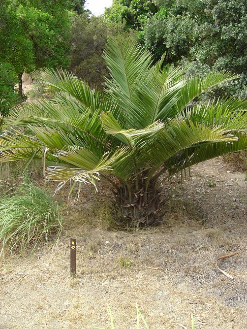 côte d'azur, jardin, rayol-canadel, var