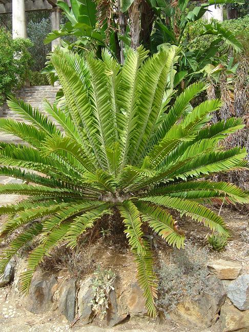 côte d'azur, jardin, rayol-canadel, var