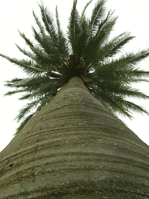 côte d'azur, jardin, Olbius Riquier, var, Palmier