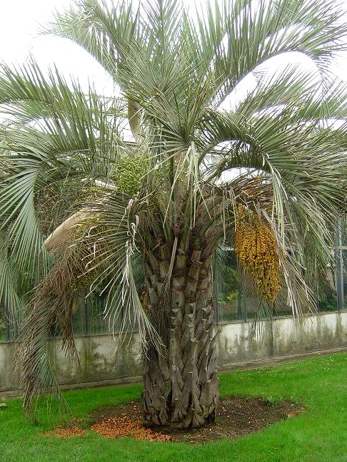 côte d'azur, jardin, Olbius Riquier, var, Palmier