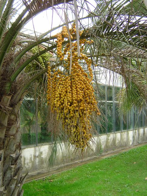 côte d'azur, jardin, Olbius Riquier, var, Palmier