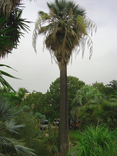 côte d'azur, jardin, Olbius Riquier, var, Palmier