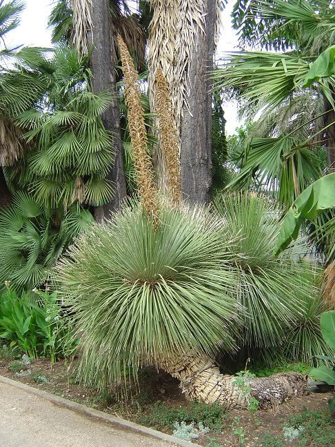 côte d'azur, jardin, Olbius Riquier, var, Palmier