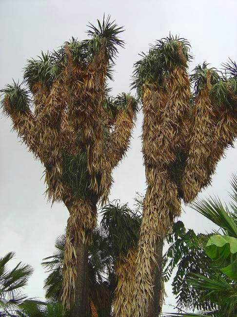 côte d'azur, jardin, Olbius Riquier, var, Palmier