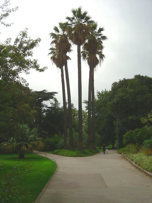 côte d'azur, jardin, Olbius Riquier, var, Palmier