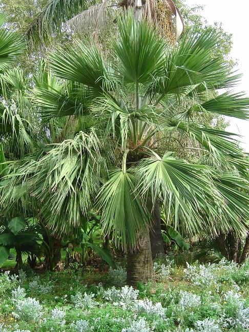 côte d'azur, jardin, Olbius Riquier, var, Palmier