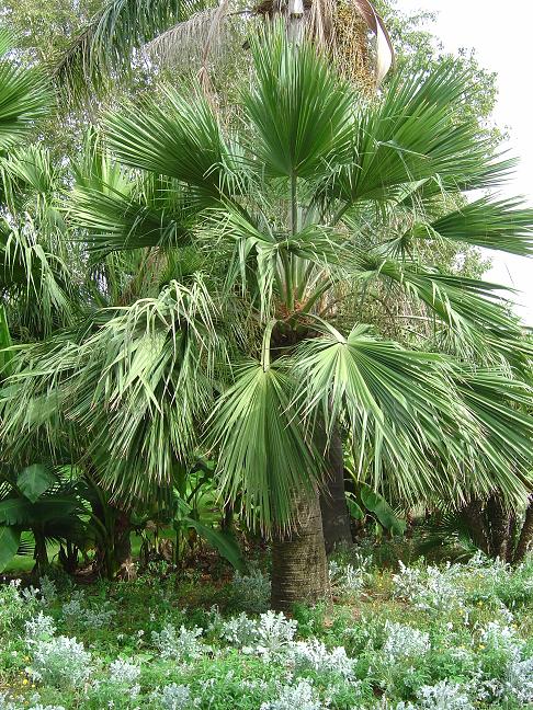 côte d'azur, jardin, Olbius Riquier, var, Palmier