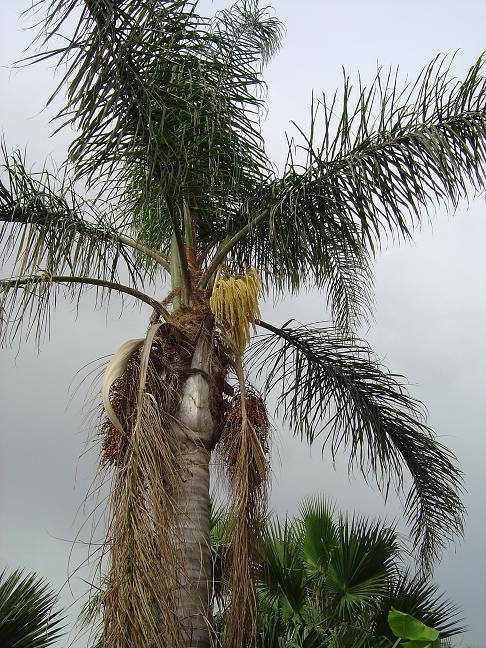 côte d'azur, jardin, Olbius Riquier, var, Palmier