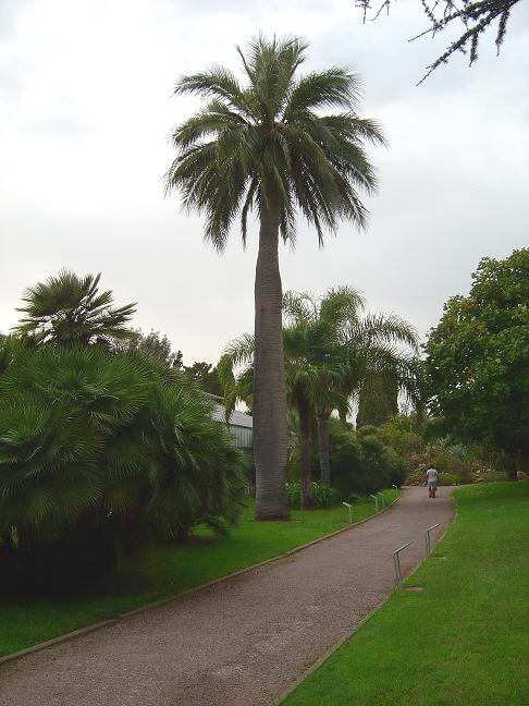 côte d'azur, jardin, Olbius Riquier, var, Palmier