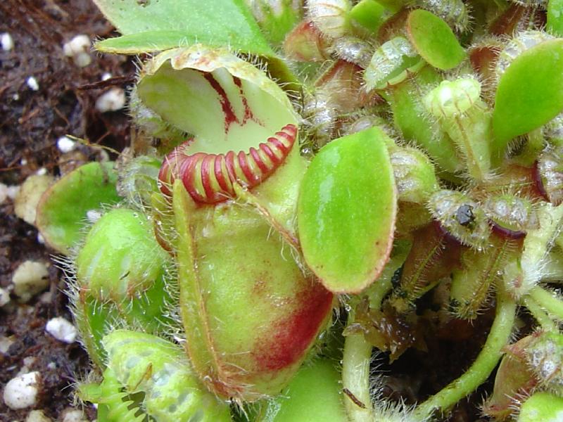 Cephalotus follicularis , tourbière artificielle, plante carnivore, 