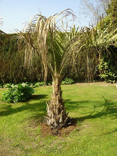 palmier, exotique, climat froid, Belgique