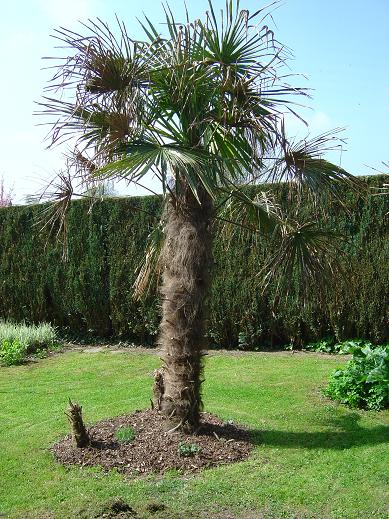 palmier, exotique, climat froid, Belgique