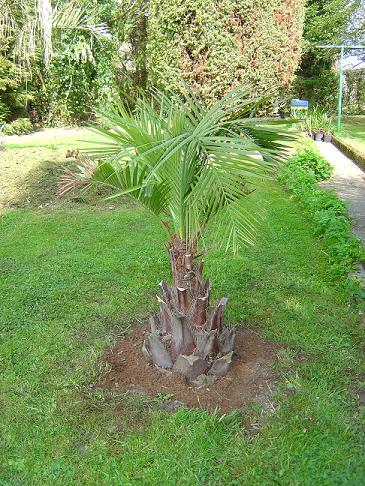 palmier, exotique, climat froid, Belgique