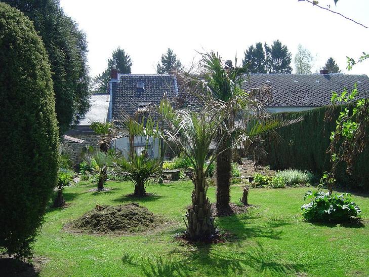 palmier, exotique, climat froid, Belgique