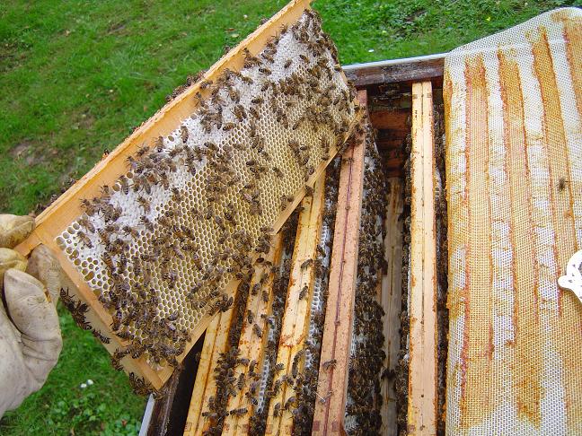 cadres de hausses abeilles ruche