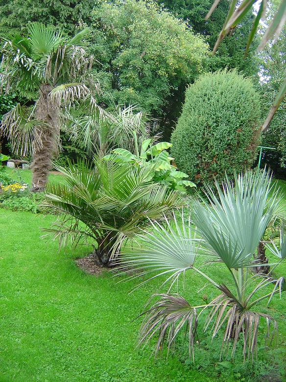 palmier, exotique, climat froid, Belgique