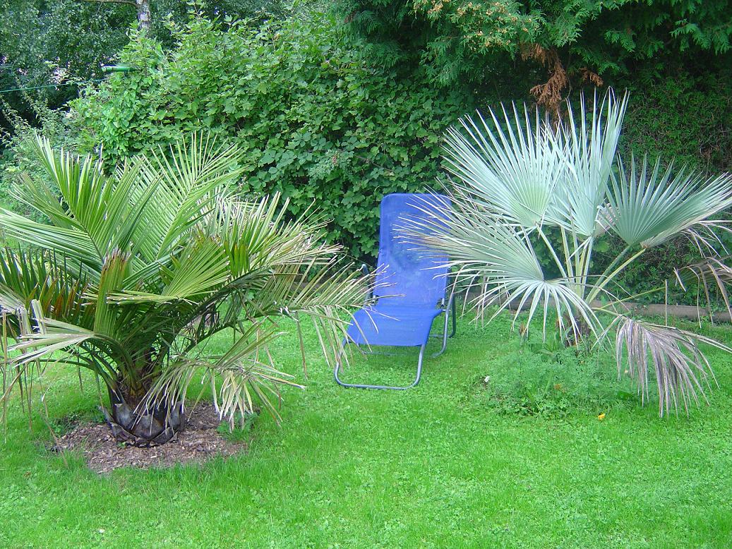 palmier, exotique, climat froid, Belgique