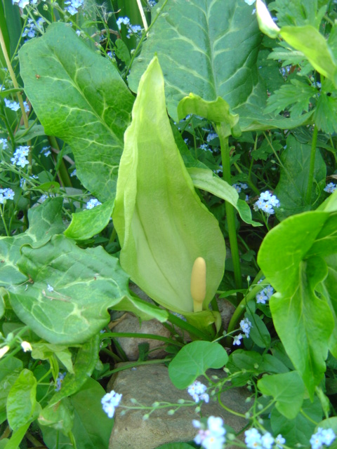 arum maculatum
