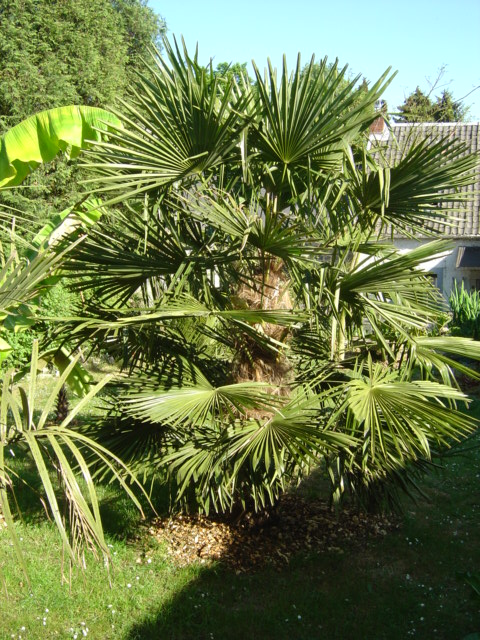 Trachycarpus fortunei Belgique