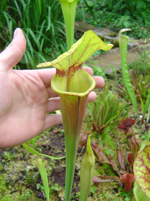 tourbière artificielle, plante carnivore, Sarracenia flava "cuprea"