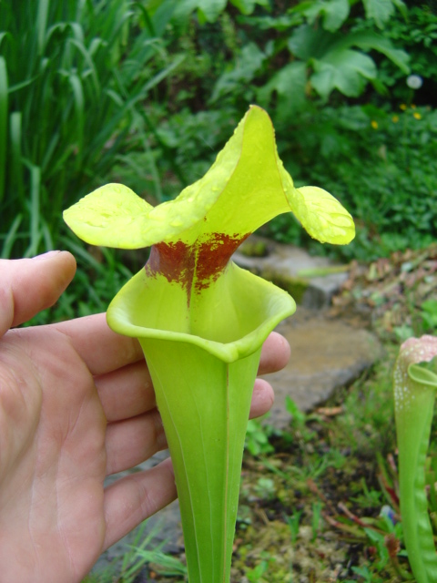 tourbière artificielle, plante carnivore, Sarracenia flava "rugelii"