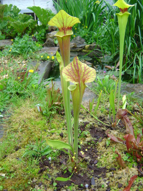 tourbière artificielle, plante carnivore, Sarracenia flava "cuprea", utriculaires