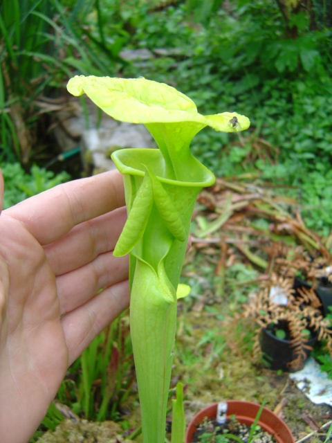 tourbière artificielle, plante carnivore, Sarracenia flava "maxima"