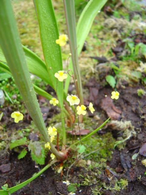 tourbière artificielle, plante carnivore, utricularia, utriculaires