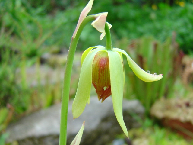 tourbière artificielle, plante carnivore, Darlingtonia californica