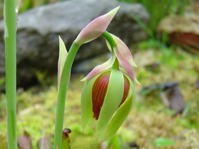 tourbière artificielle, plante carnivore, Darlingtonia californica