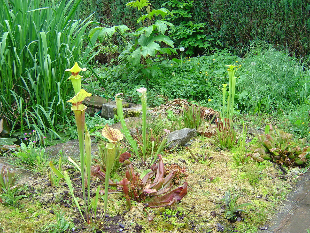 tourbière artificielle, plante carnivore, 