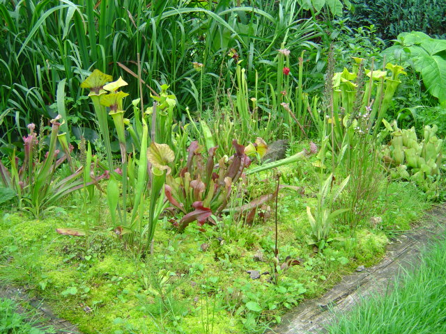 tourbière artificielle, plante carnivore, 