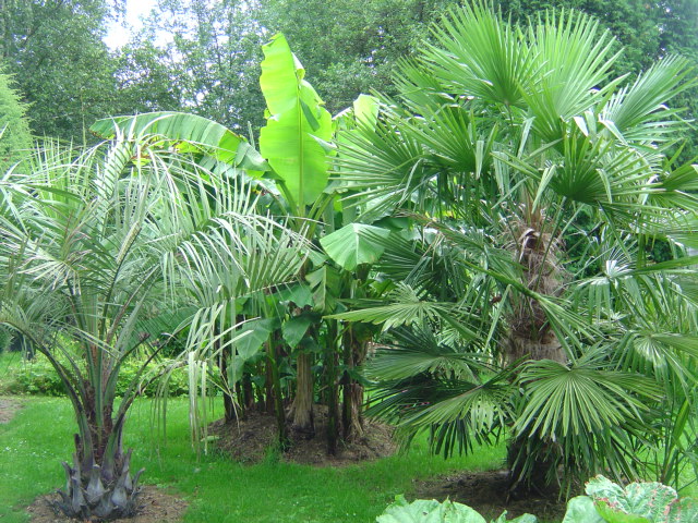 Brahea armata, Musa basjoo, Trachycarpus, Butia sp gigantea