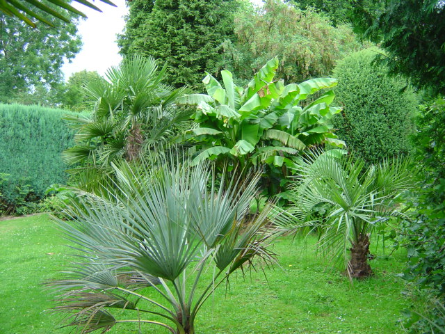 Brahea armata, Musa basjoo, Trachycarpus, Butia sp gigantea