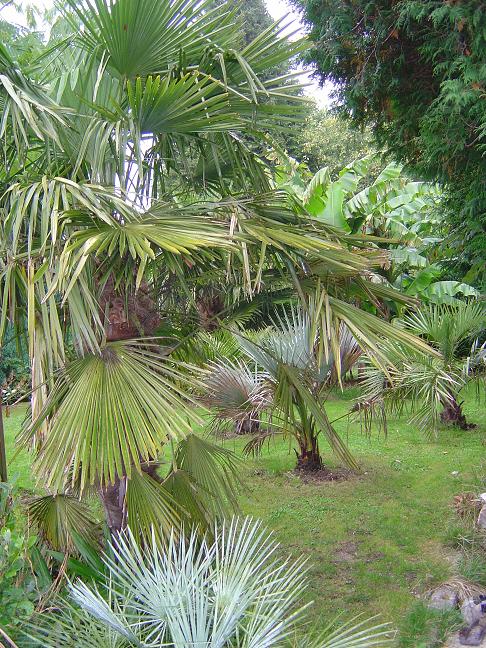 palmiers et bananiers en Belgique