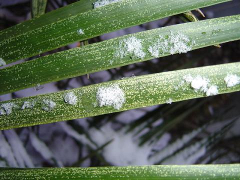 Dégâts gel feuille Jubaea palmier