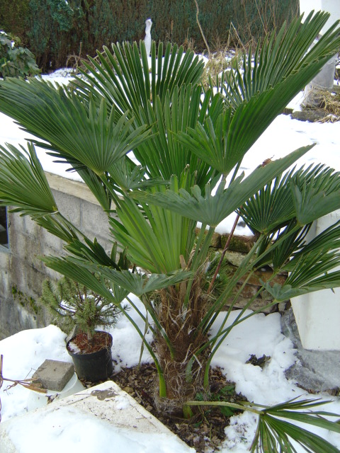 palmier, résistance, gel, exotique, climat froid, Trachycarpus wagnerianus