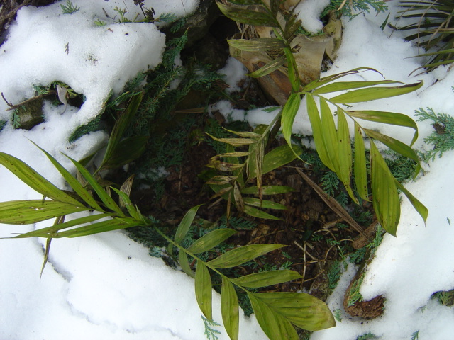 palmier, résistance, gel, exotique, climat froid, Chamaedorea microspadix