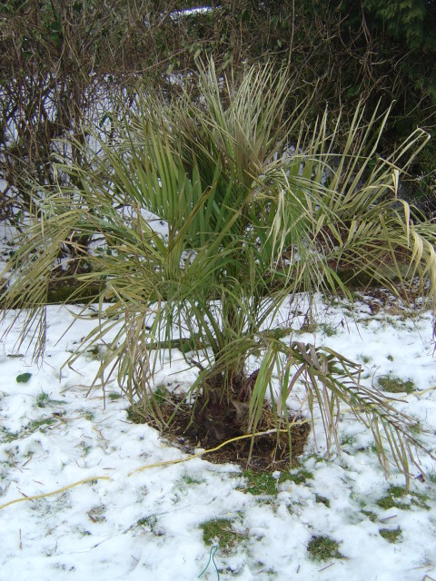 palmier, résistance, gel, exotique, climat froid, Butia sp.gigantea