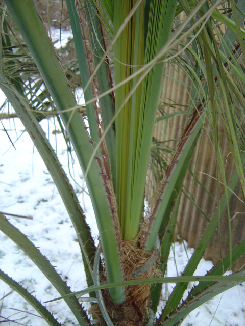 palmier, résistance, gel, exotique, climat froid, Butia