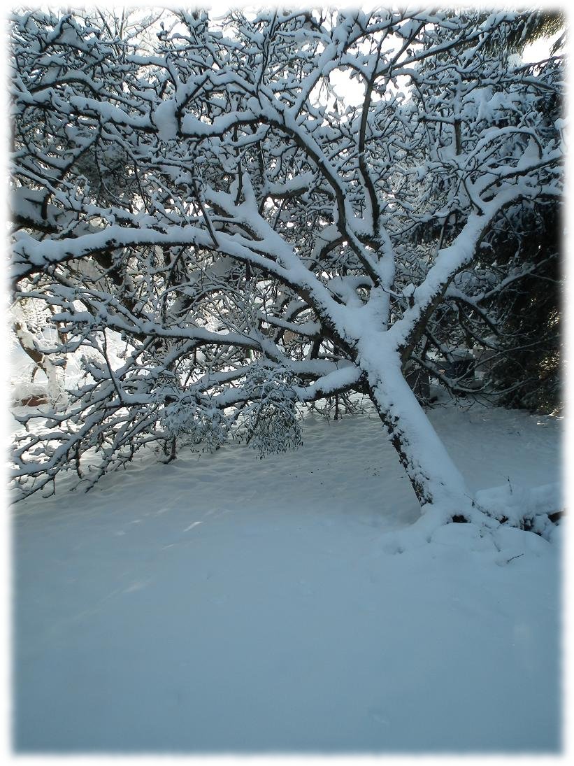 pommier belle-fleur déraciné poids neige