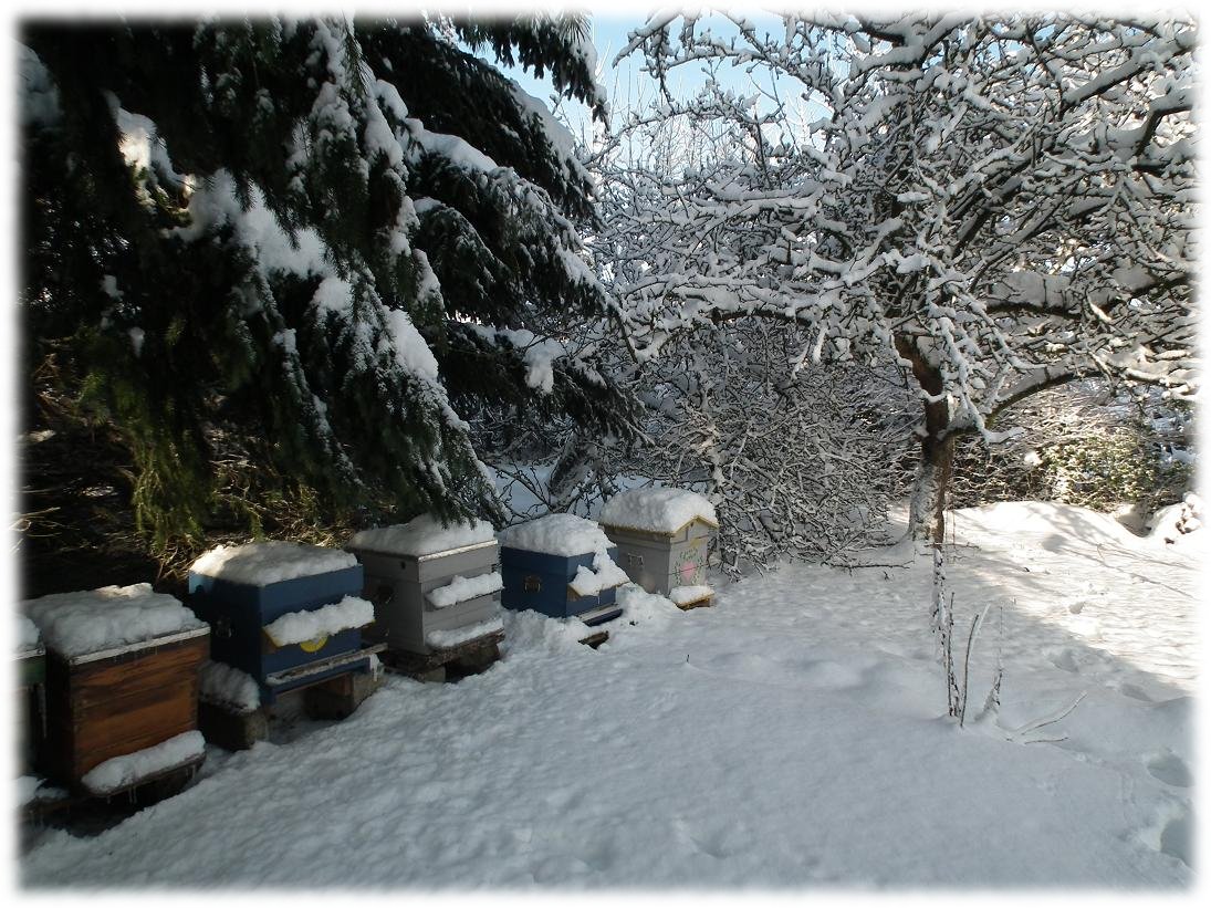 palmier, exotique, climat froid, Belgique