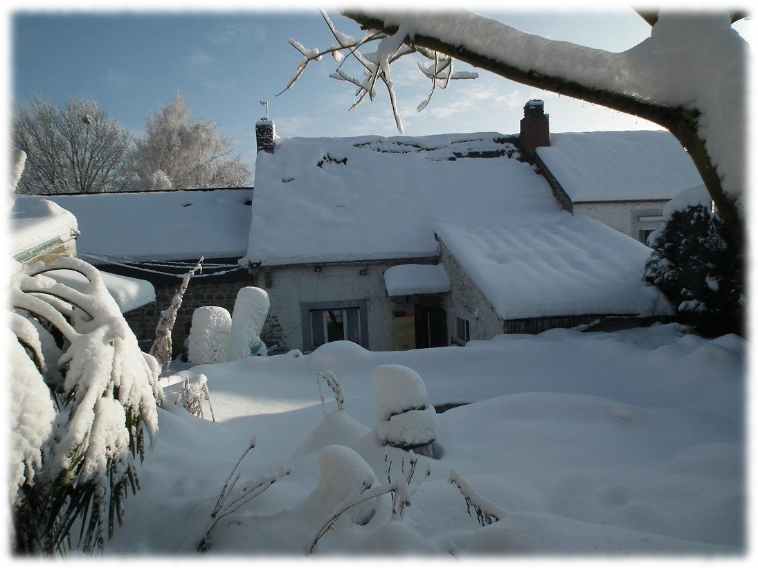 palmier, exotique, climat froid, Belgique