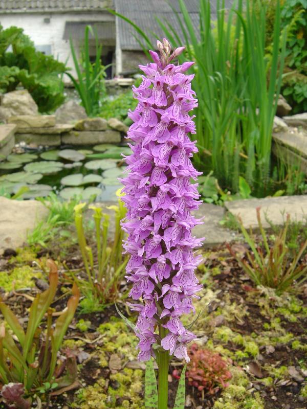 tourbière artificielle, plante carnivore, Dactylorhiza maculata